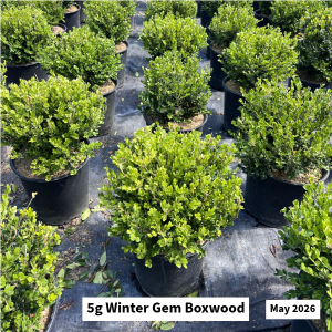 May 2026 5g Winter Gem Boxwood Website